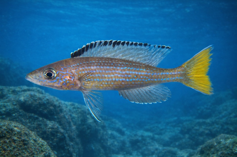 Paracyprichromis brieni 'Katondo Point'